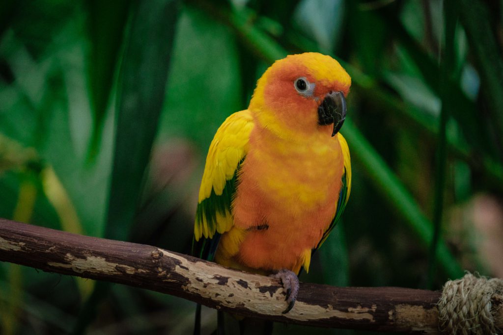 Tropical Yellow Bird | Source: Seleznev Photos