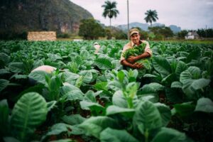 Cuba Tobacco Harvest | Source: Donato Guarracinno