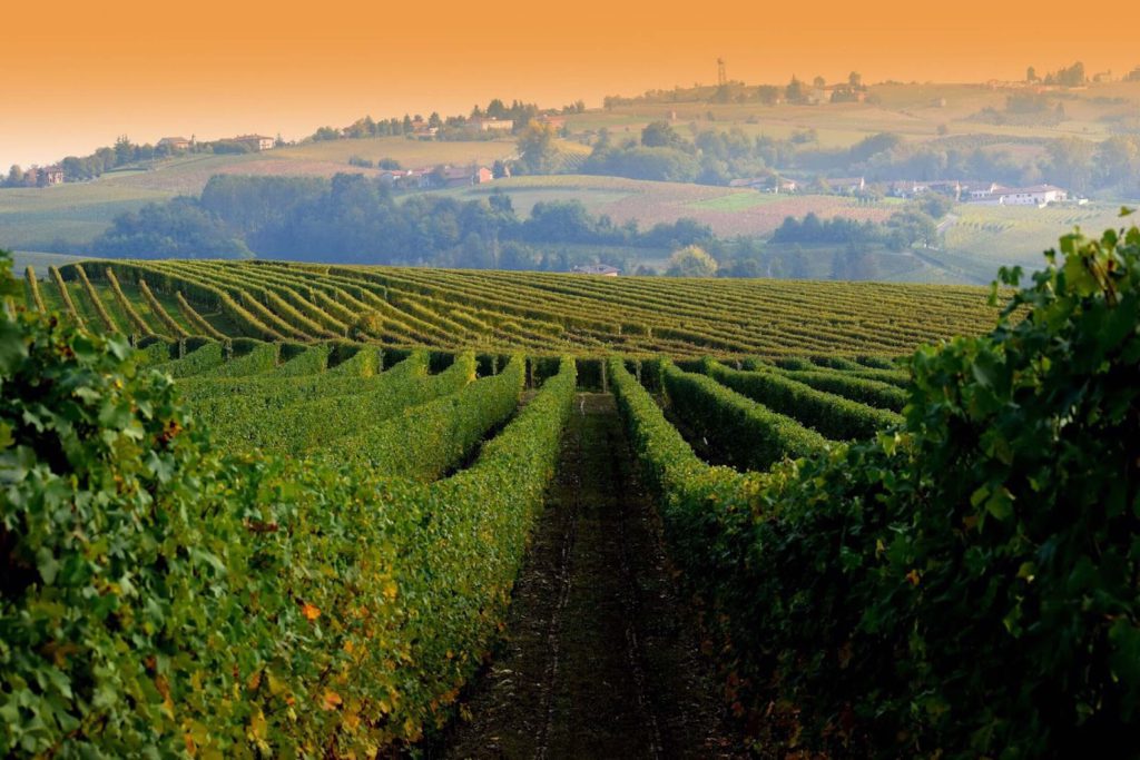 Vineyard in Italy | Source: Kris Romakh