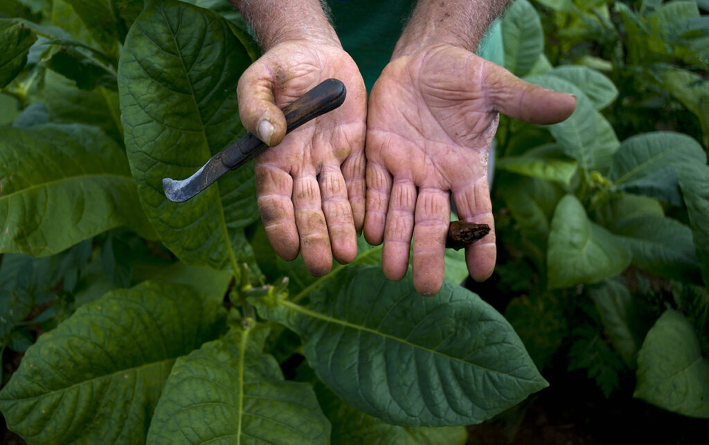 Raul Valdes Villasusa, 76, shows his hands, hardened by years of work on his tobacco farm in Vinales in the province of Pinar del Rio, Cuba