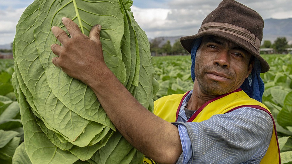 Nicaraguan tobacco farmer | Source: Francesca Volpi for Robb Report | Padron 1964 Anniversary Cigars