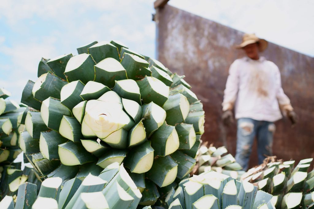 Blue weber agave | Source: Wirestock