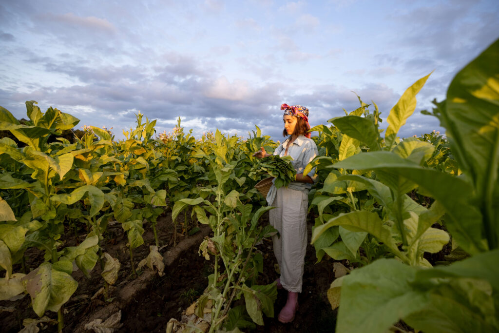 Woman gathering tobacco leaves in Vuelta Abajo, Cuba | Source: Ross Helen