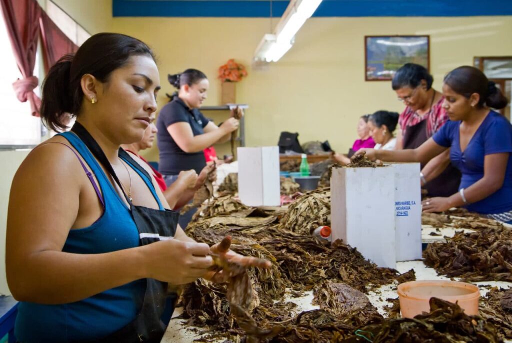 Women sorting tobacco leaves at a Nicaraguan cigar factory