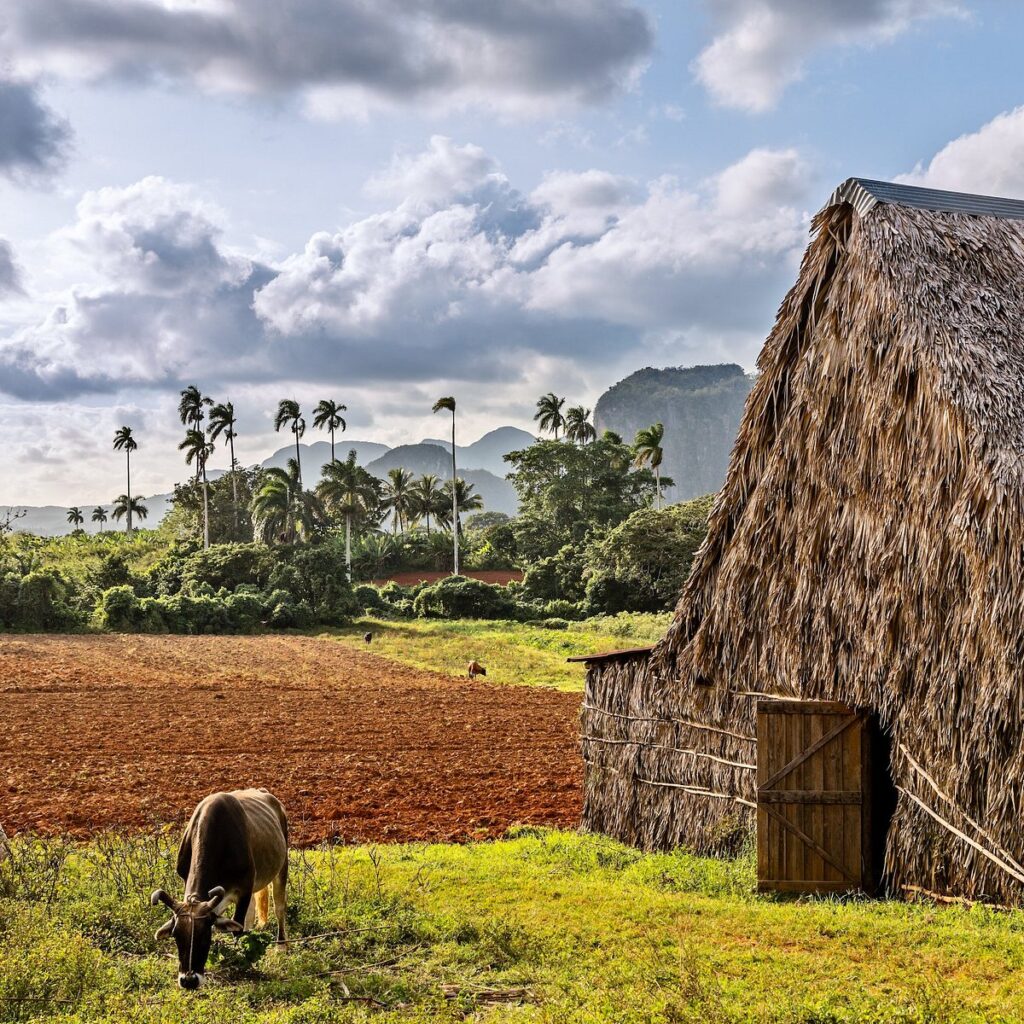 Cuban tobacco farm