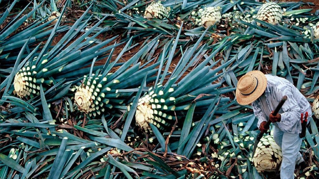 Farmer harvesting Blue Agave