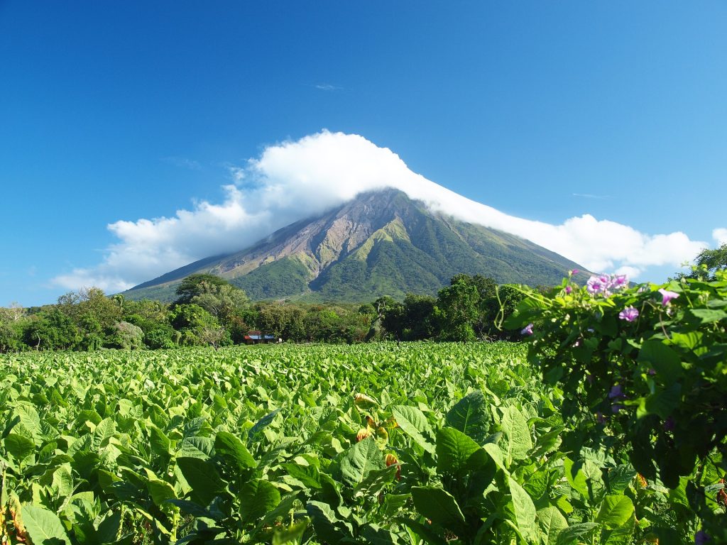 Nicaraguan tobacco field